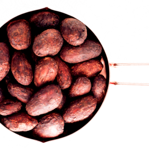 West Africa Cocoa beans for sale