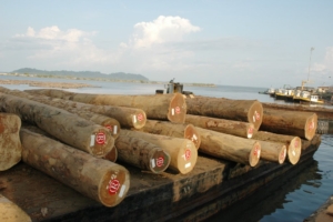 Best quality African logs for sale
