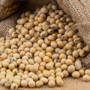 High quality soybeans for sale